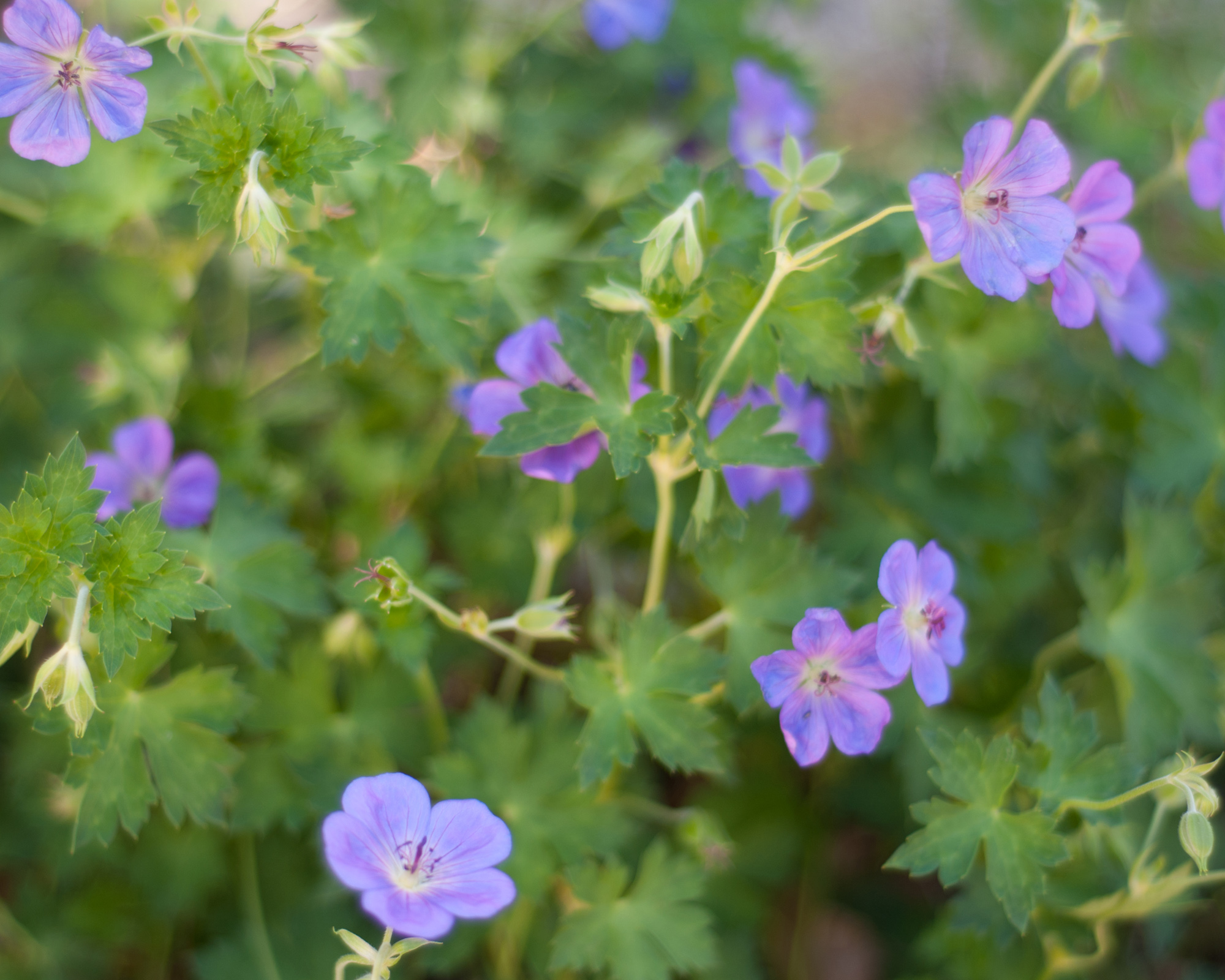 hardy geranium Rozanne in flower