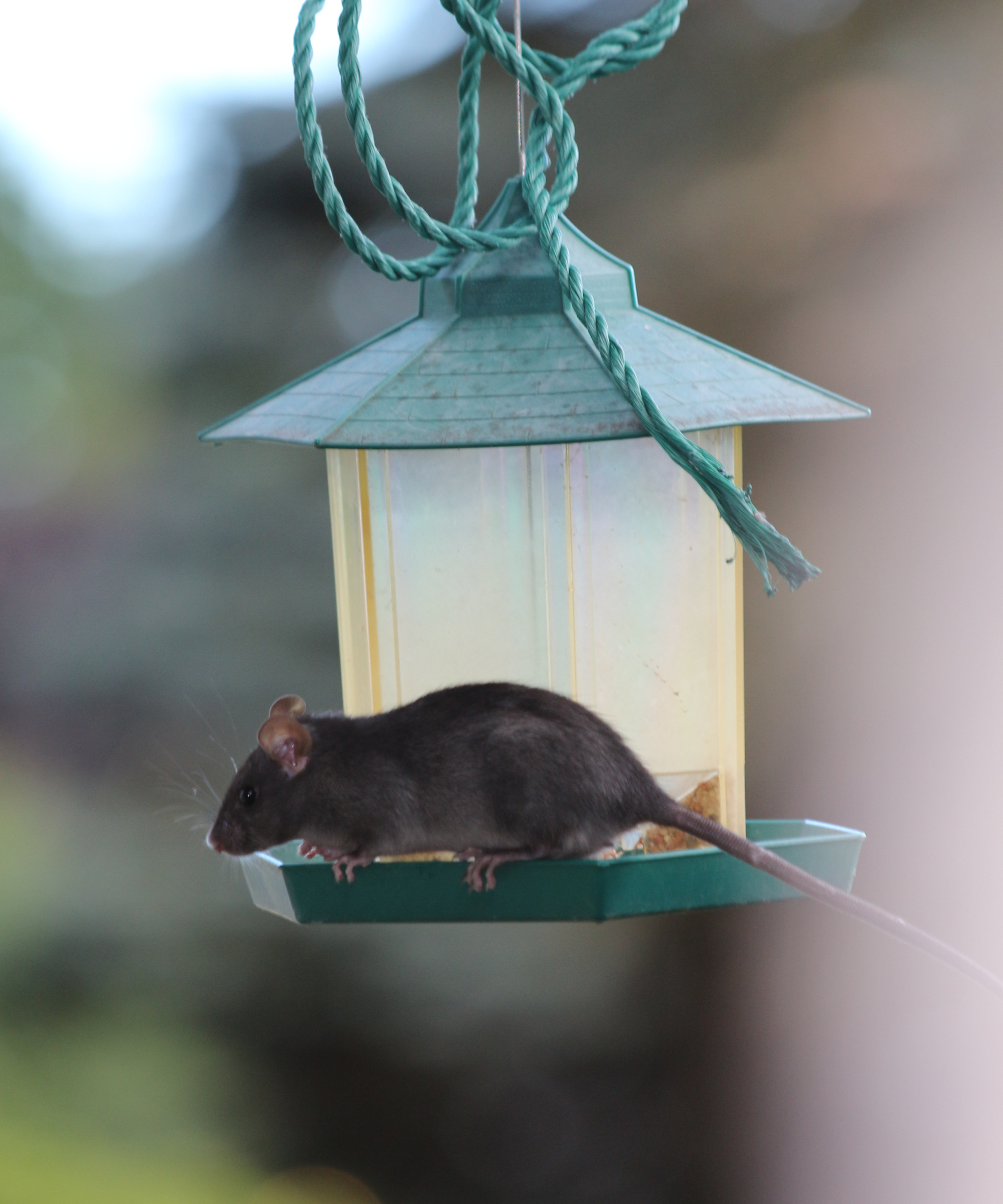 Black rat on bird feeder