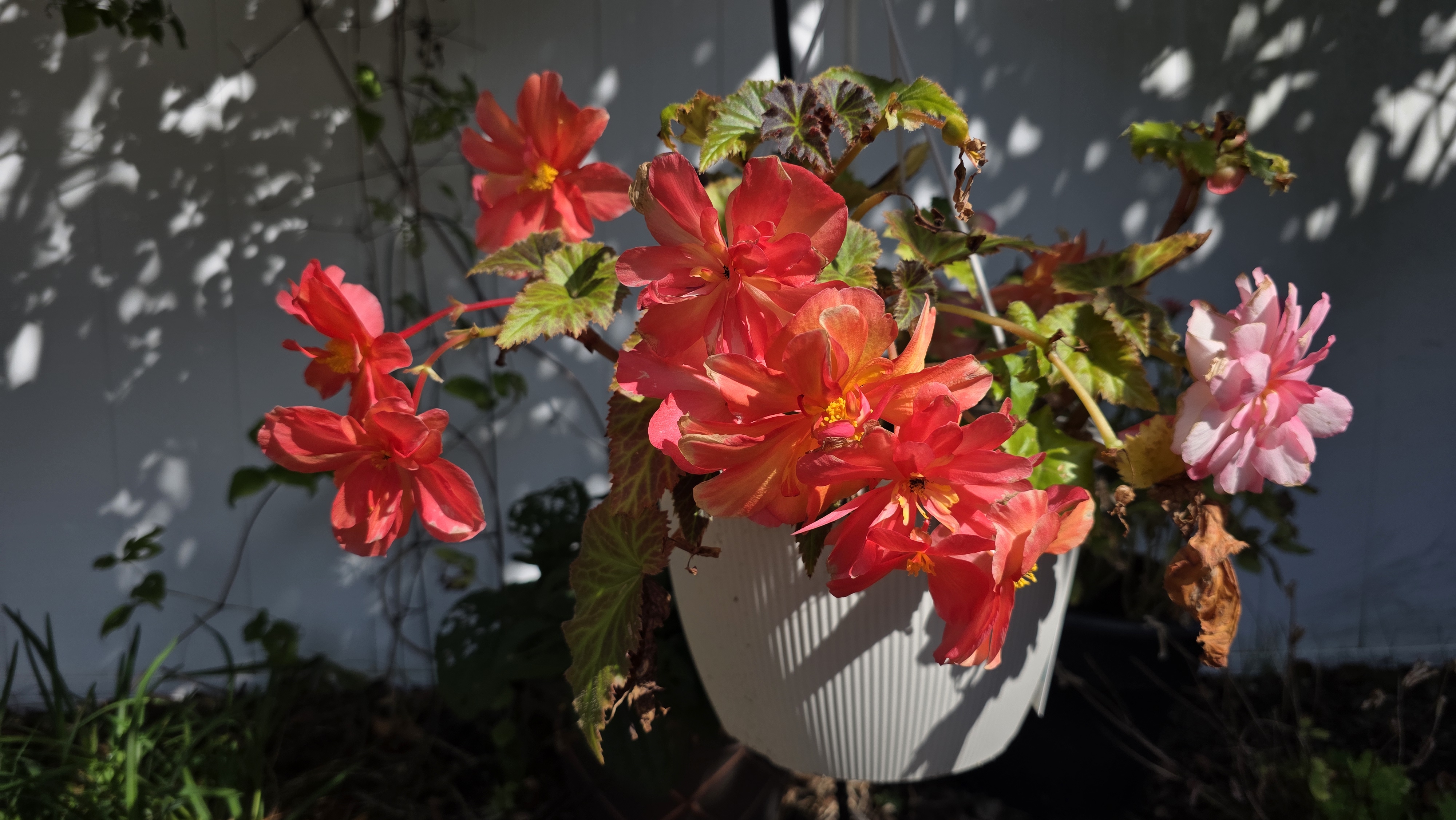 Apple iPhone 17 Pro Max vs Samsung Galaxy S25 Ultra photos
