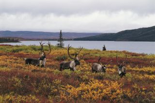 Four caribou bulls amid fall foliage on a cloudy day at Wonder Lake in Denali National Park and Preserve