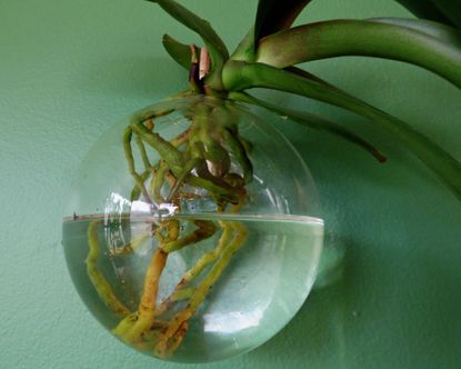 Orchid Growing In A Wall Hanging Glass Vase