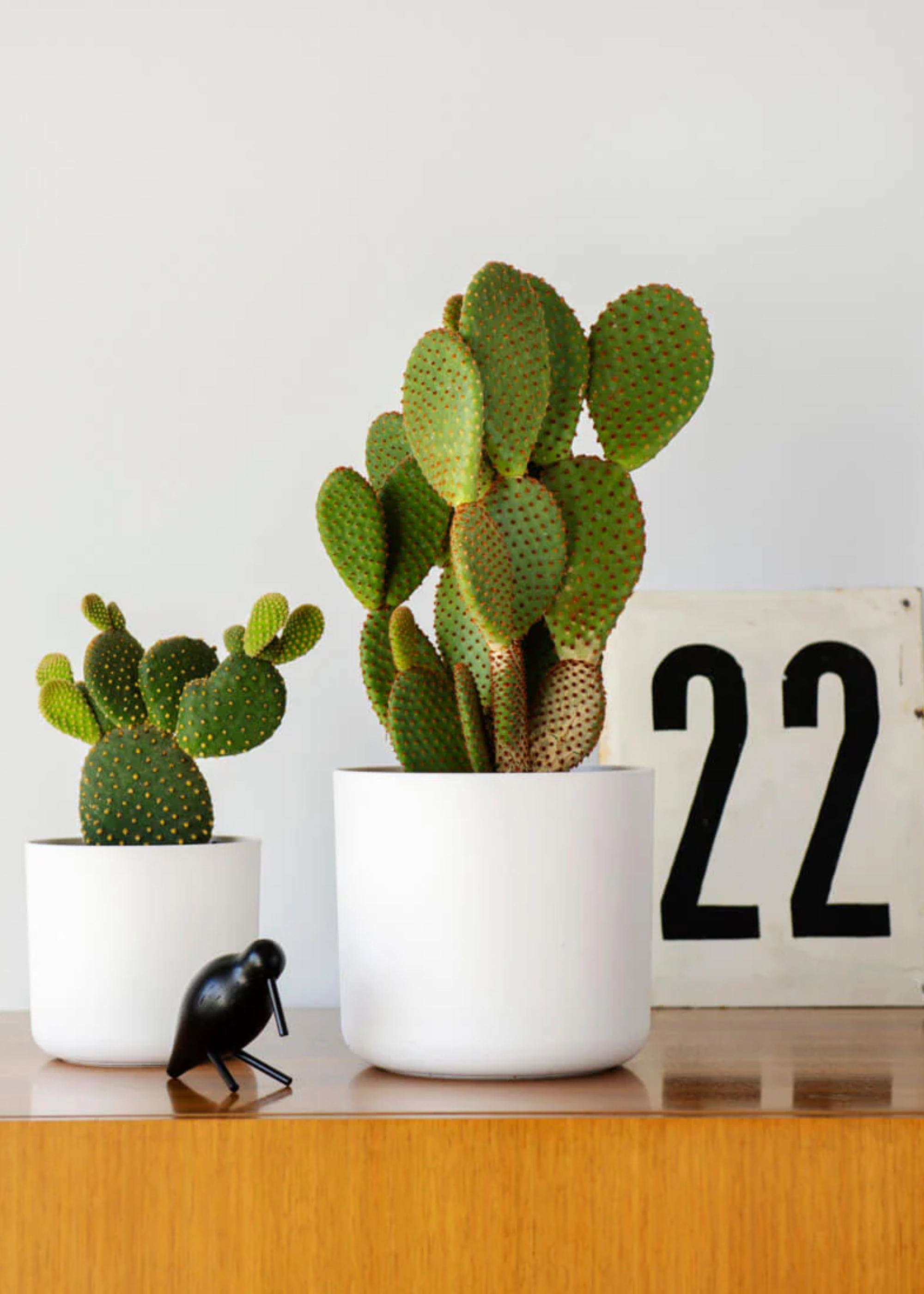A pair of potted bunny ear cacti plants in white planters on a wooden desk near a sign reading '22' and a black bird decor