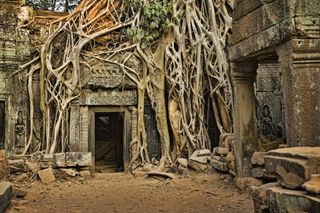 A Ficus strangulosa tree grows over a doorway at Angkor Wat.