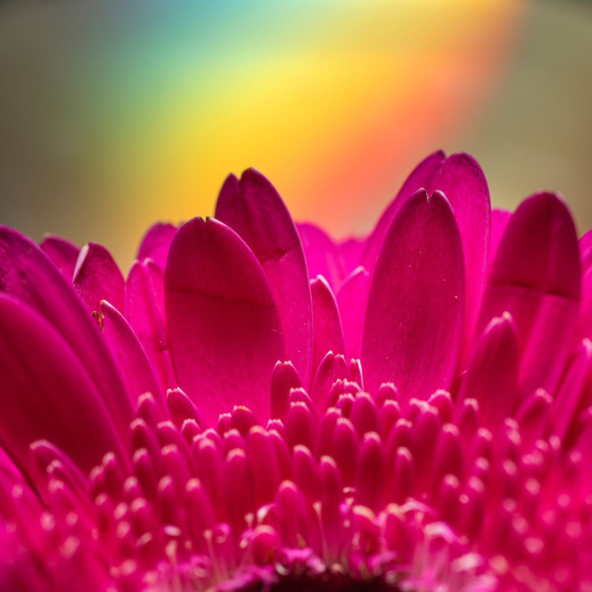 Macro photography tips