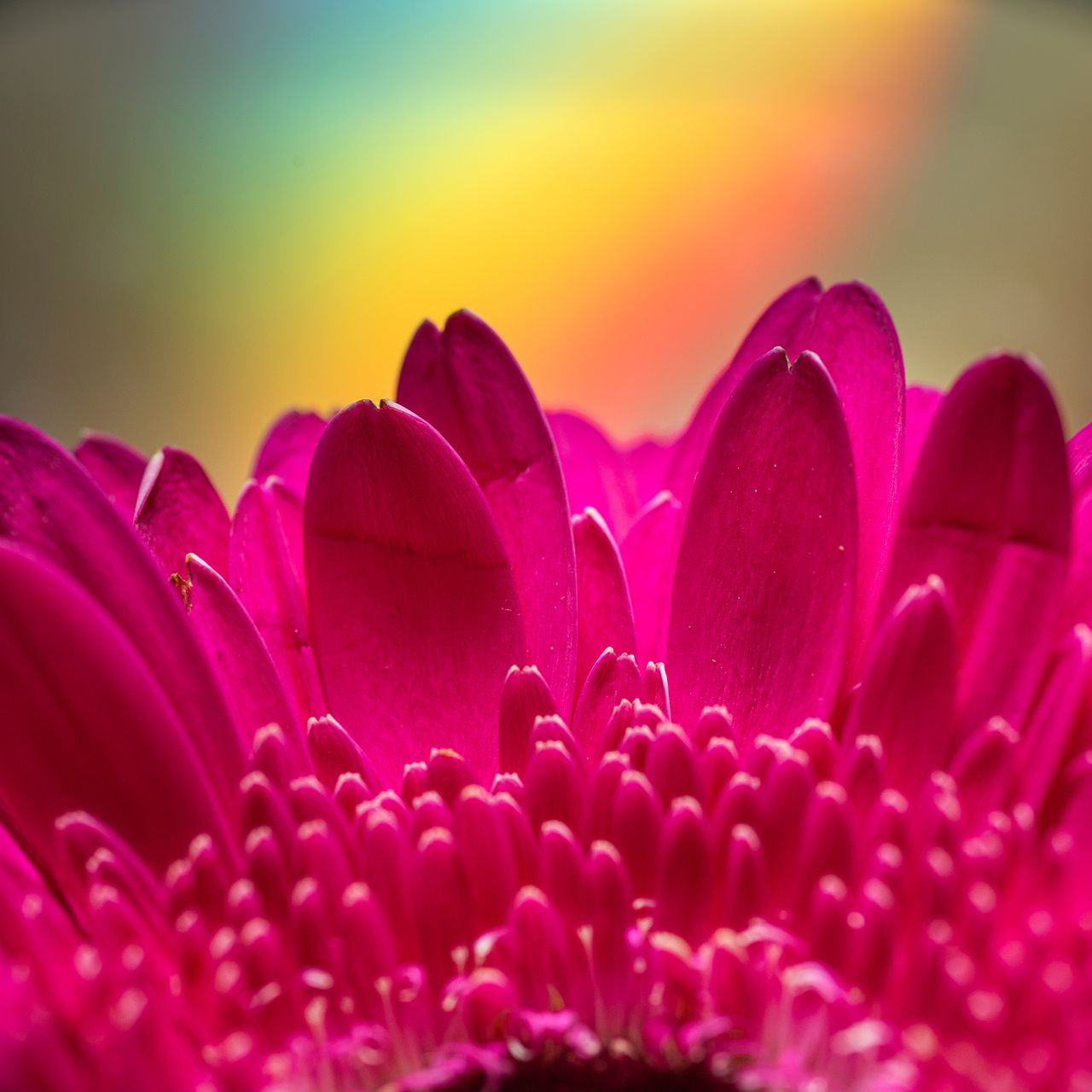 Macro photography tips