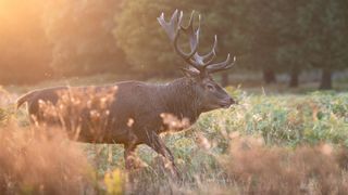 Wildlife photograph of a red deer stag walking through bushes during golden hour