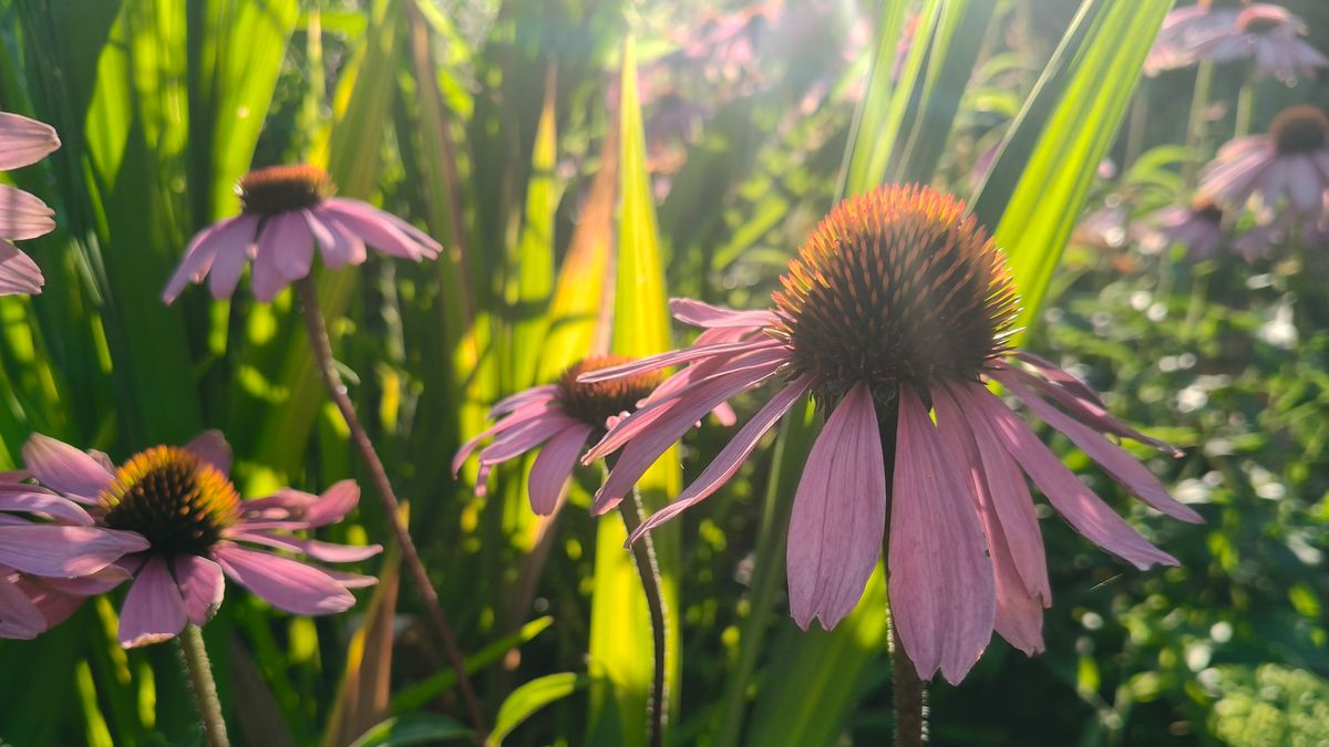Multiple echinacea flowers with a shallow depth of field.