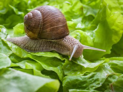 Snail On Leafy Greens