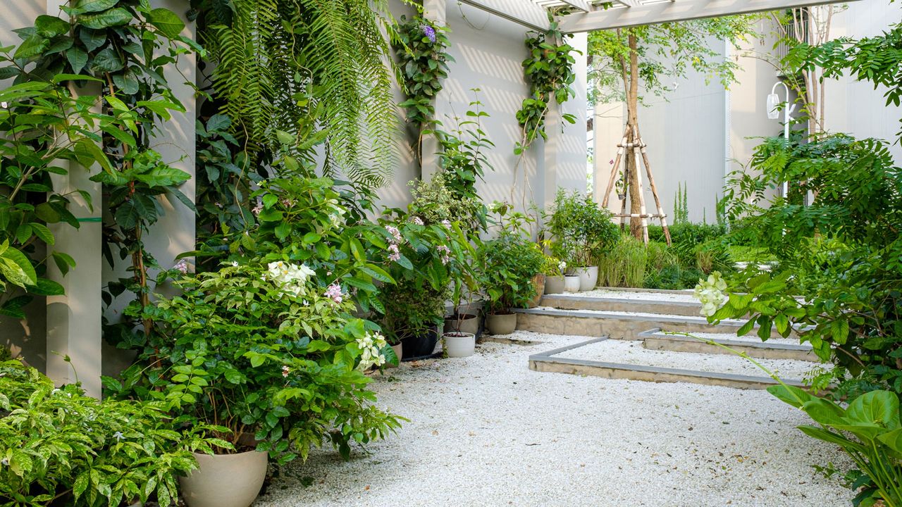 courtyard with green plants 