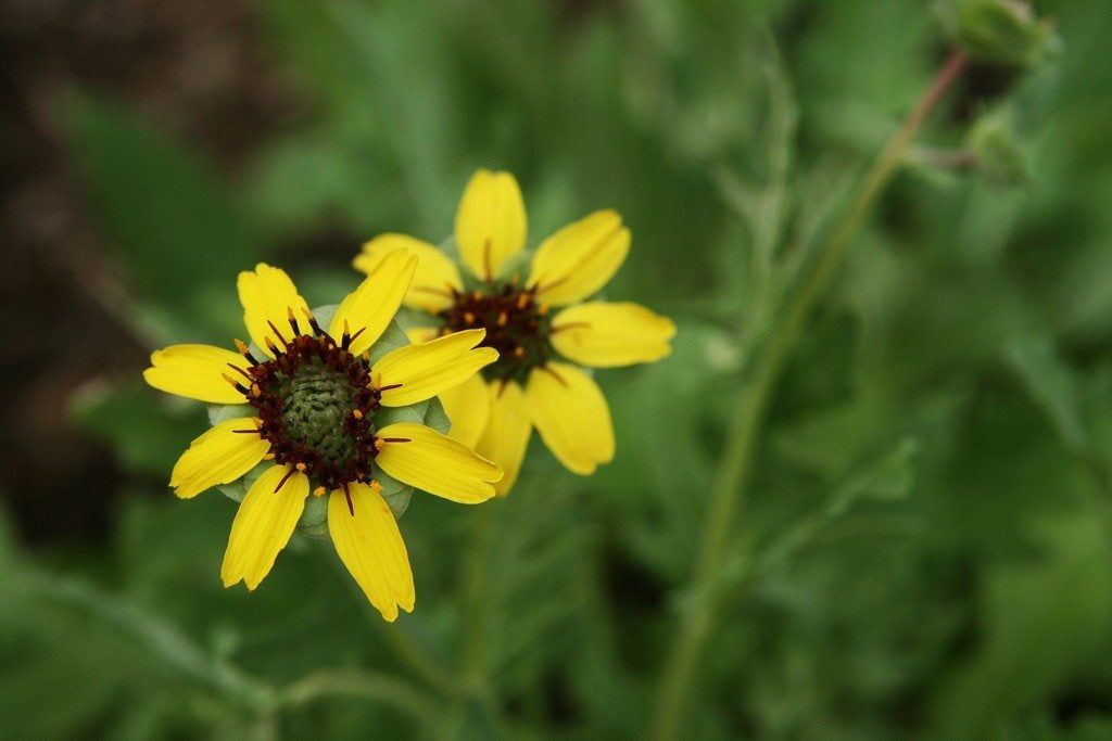 Yellow Chocolate Flower Plants