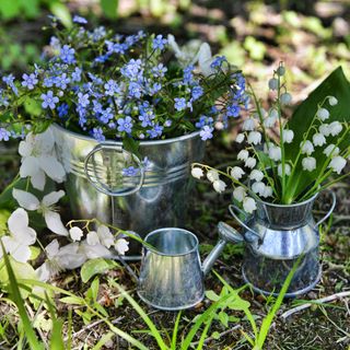 Small blue forget me nots in a silver plant pot behind small silver watering can and lily of the valley