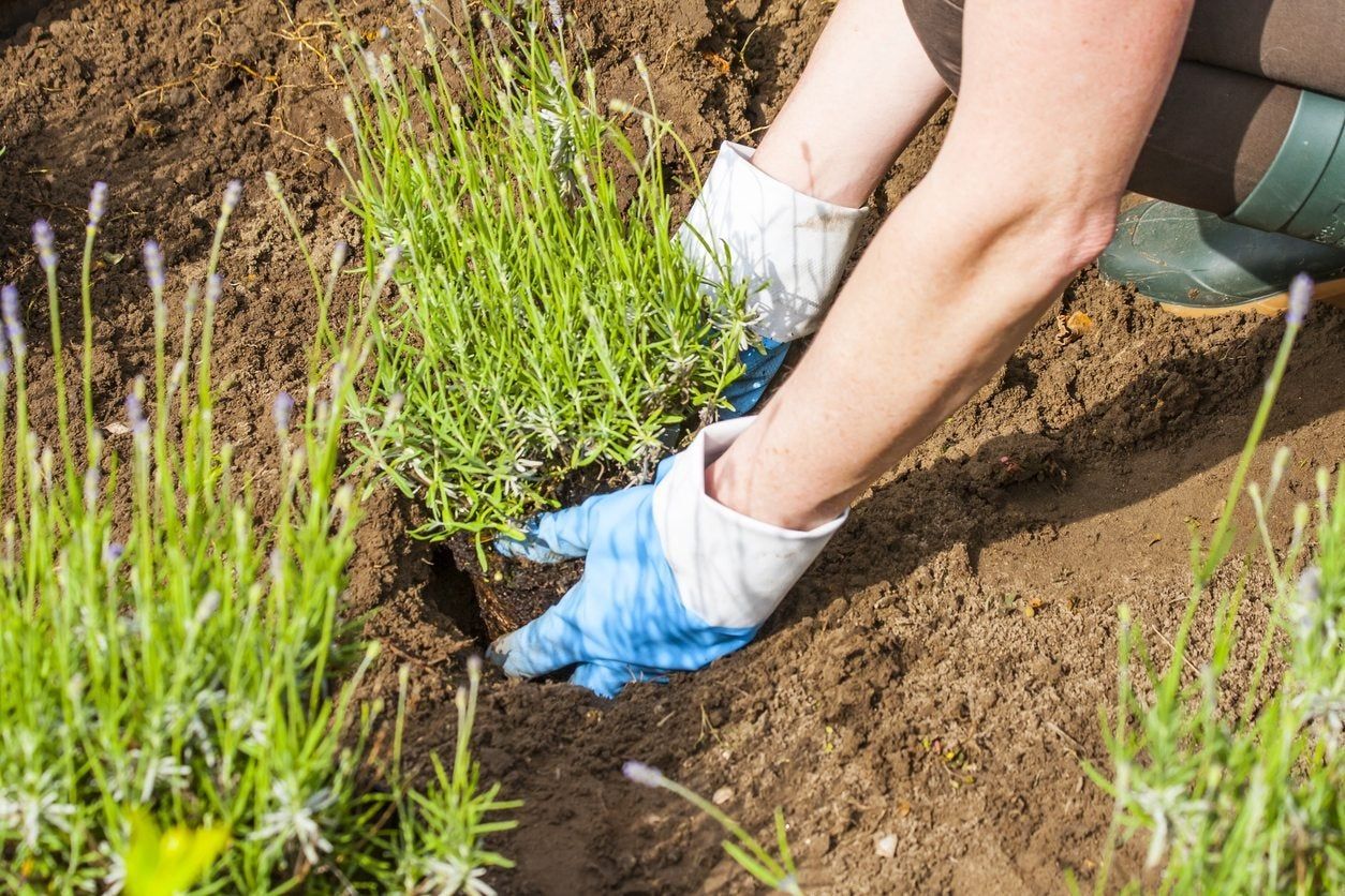 Gardener Planting Lavender Plant