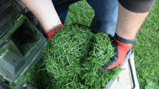 Grass clippings being held