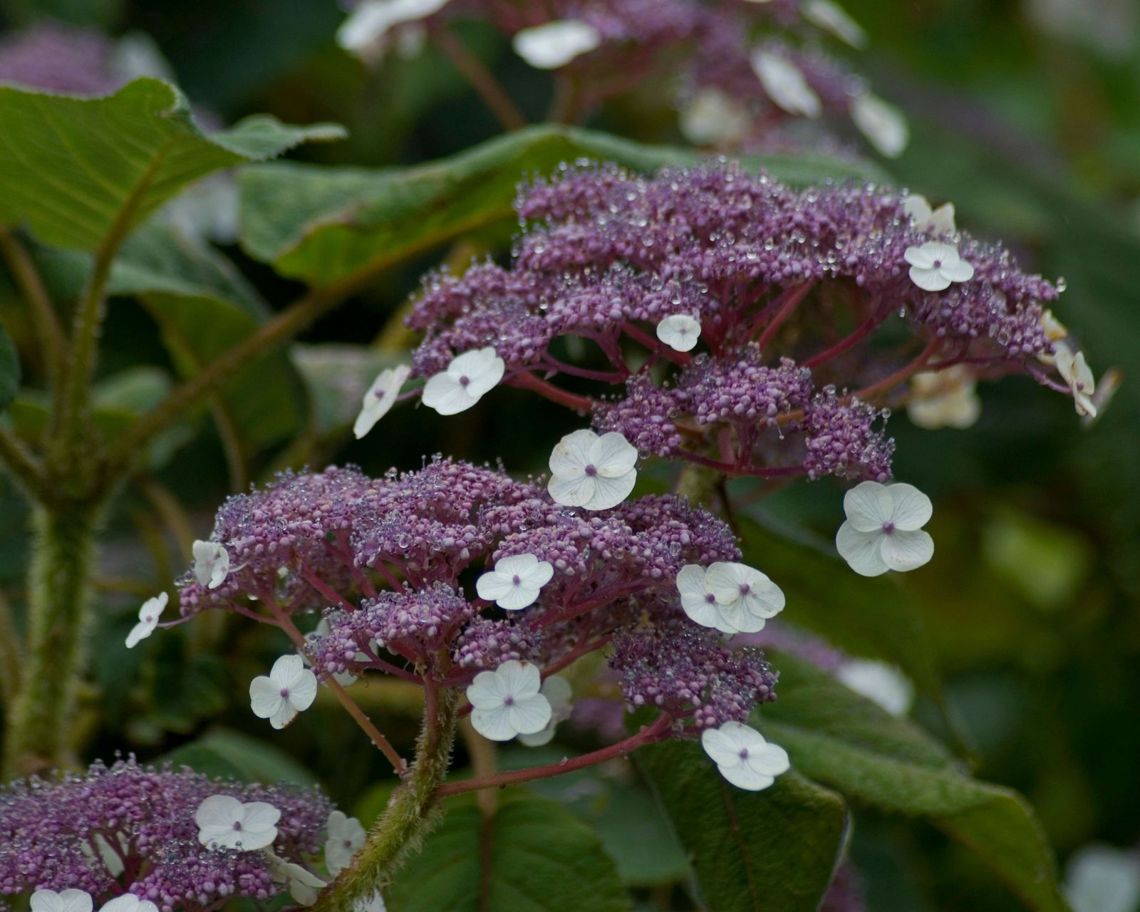 Best shrubs for shade 13 options for full or partial shade