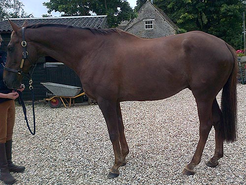 Denman-large.jpg
