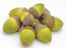 acorns.jpg