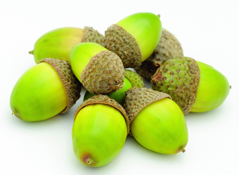 acorns.jpg