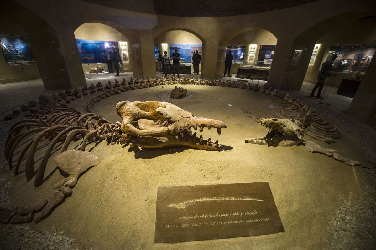 Ancient, 50-Foot-Long Whale Crushed Baby Whale Skulls for Dinner | Live  Science