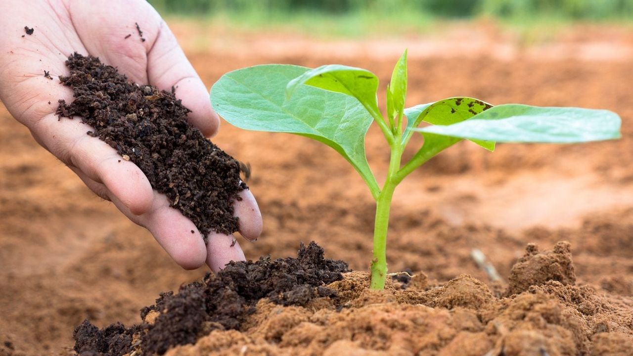 Gardener Putting Soil On Seedling In Garden