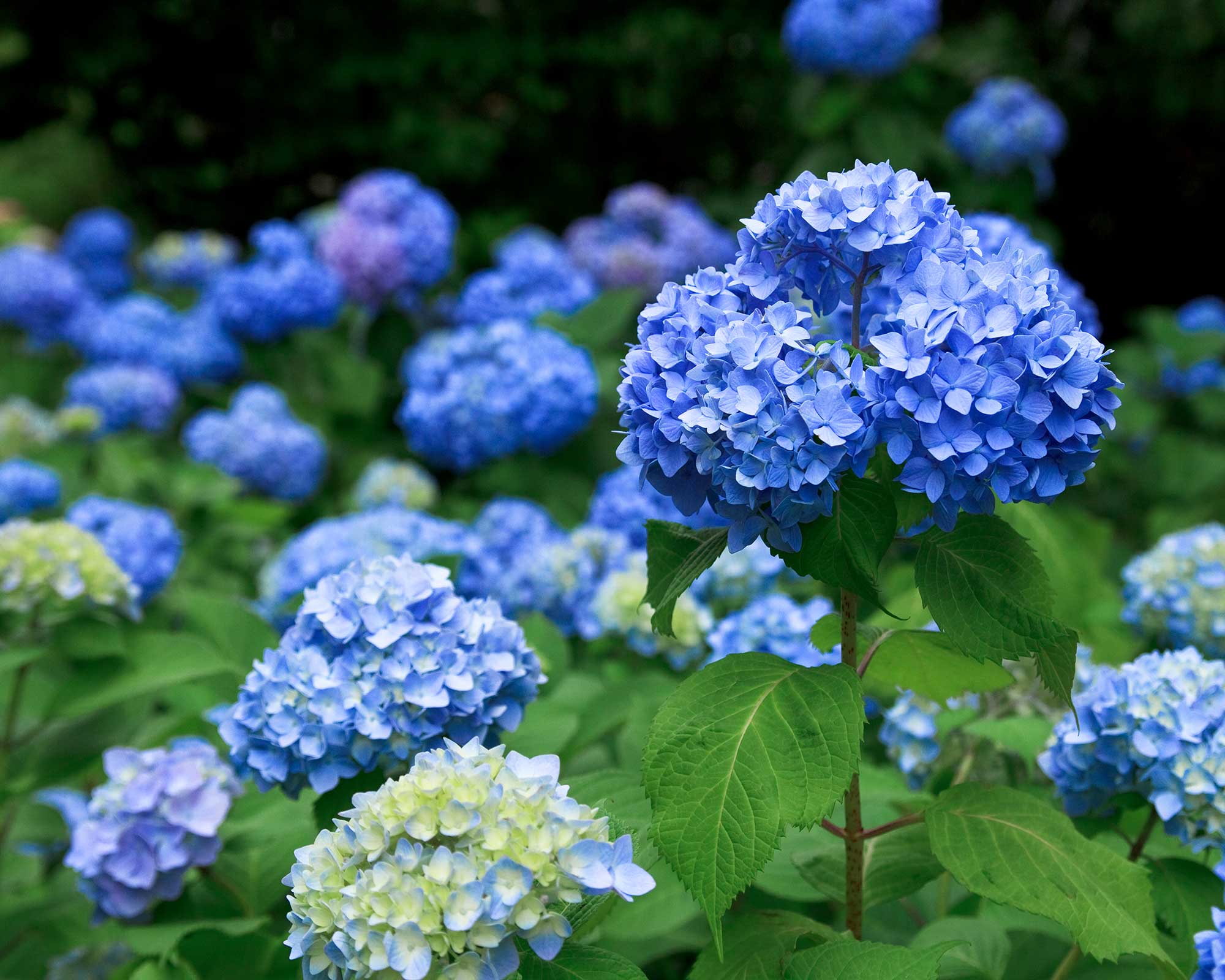 Color of hydrangeas: how to change the hue of their flowers | Gardeningetc