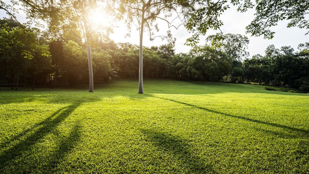 Sun setting on a lawn