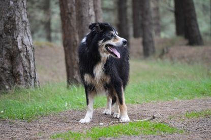 Border collie in woods.