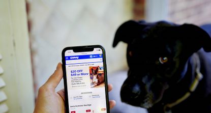 Hand holds a phone with the Chewy website displayed, while a black dog looks on from the background.