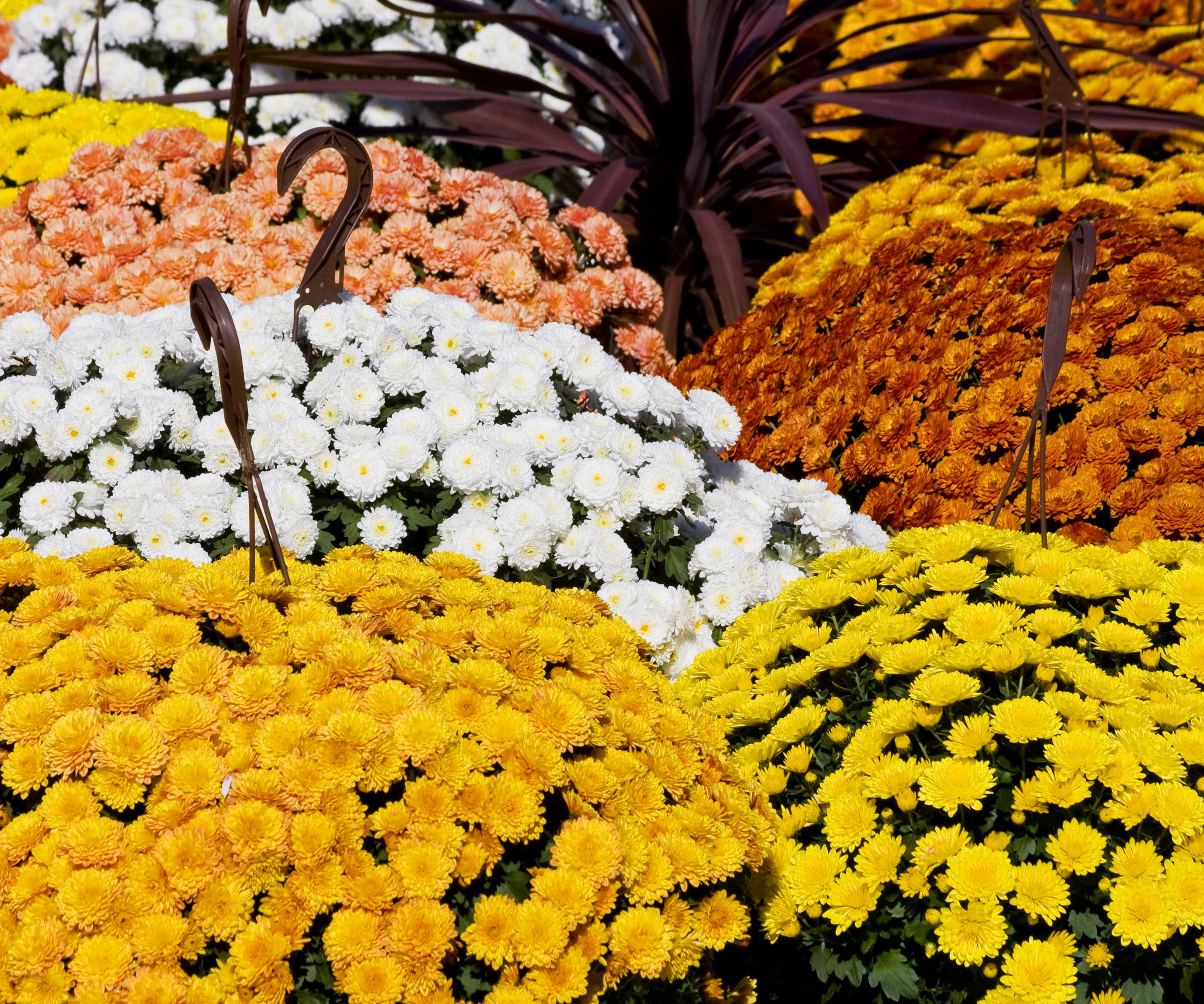 chrysanthemums flowering in hanging baskets