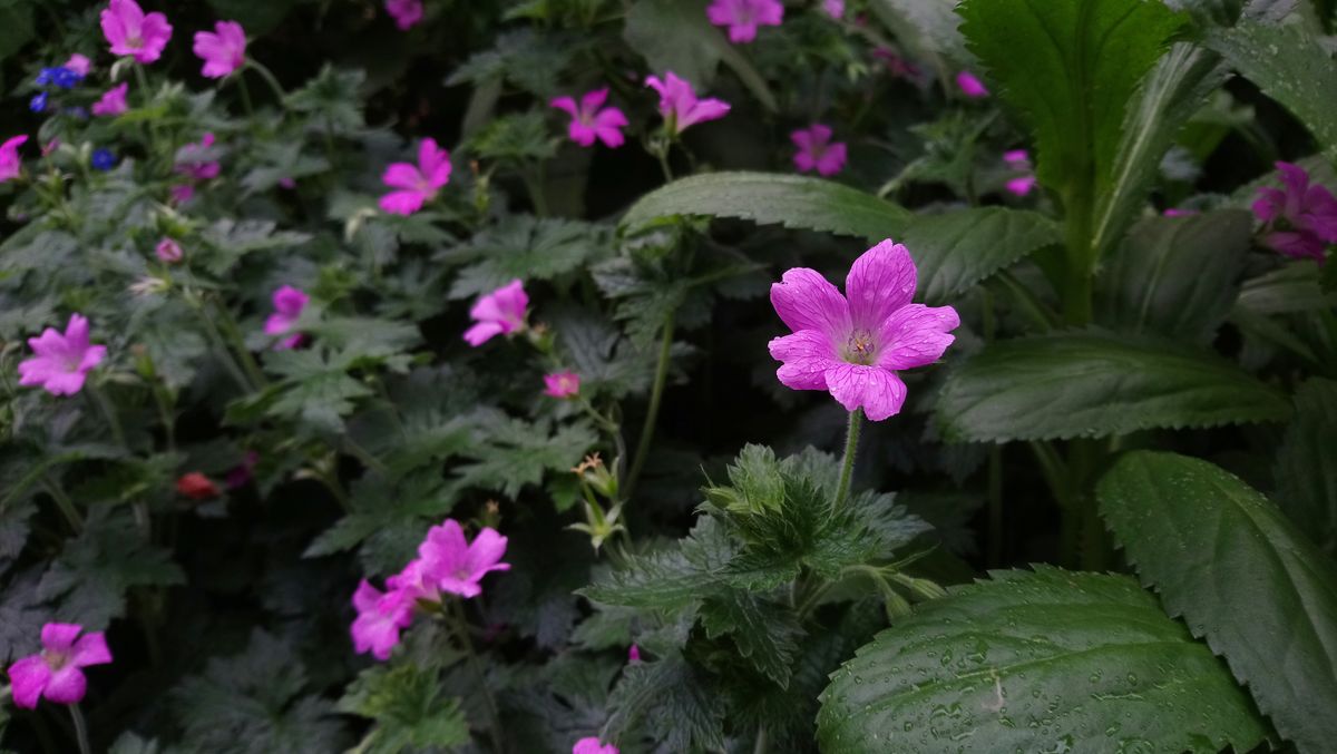 Nice color and some sweet background blur. Just don&rsquo;t look too close at the main flower, as Sony&rsquo;s processing makes it look a bit like an artificial one.