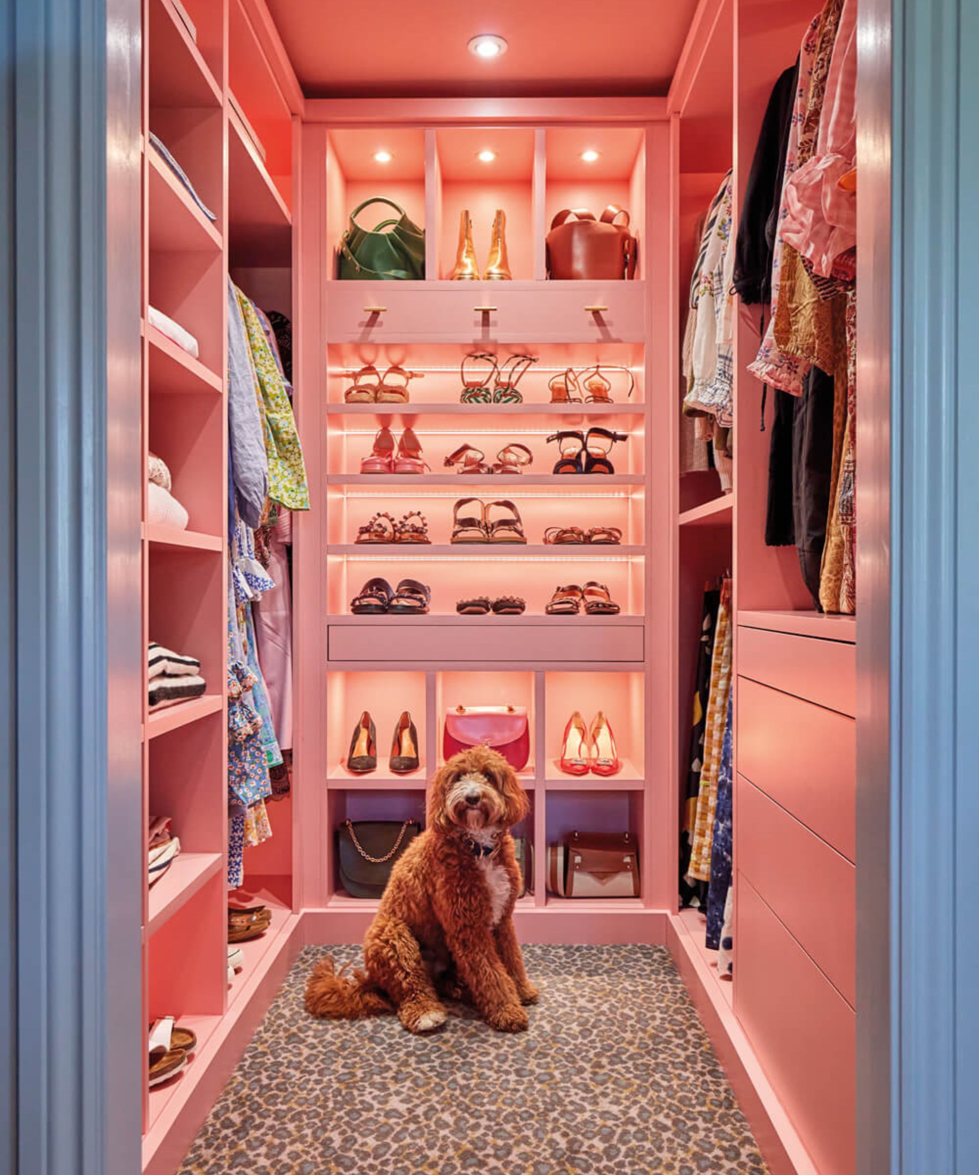 a fluffy doodle dog sitting in a pink walk-in closet with leopard print carpet
