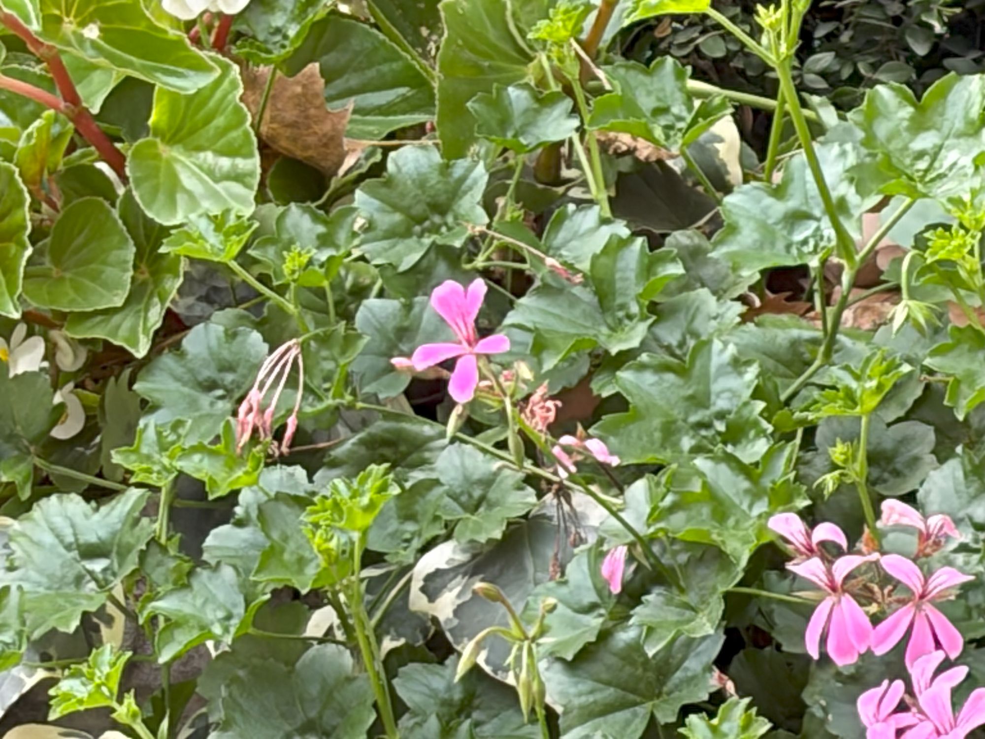 Apple iPhone 17 zoom test sample.