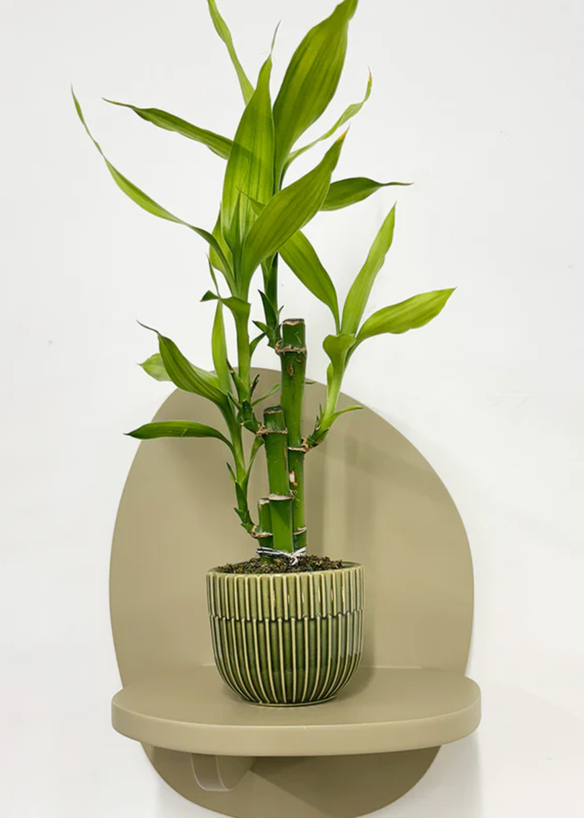 A potted lucky bamboo on a floating shelf