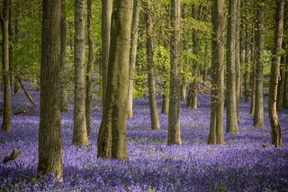 Dockey Wood, Ashridge, Hertfordshire © Julie Thomas