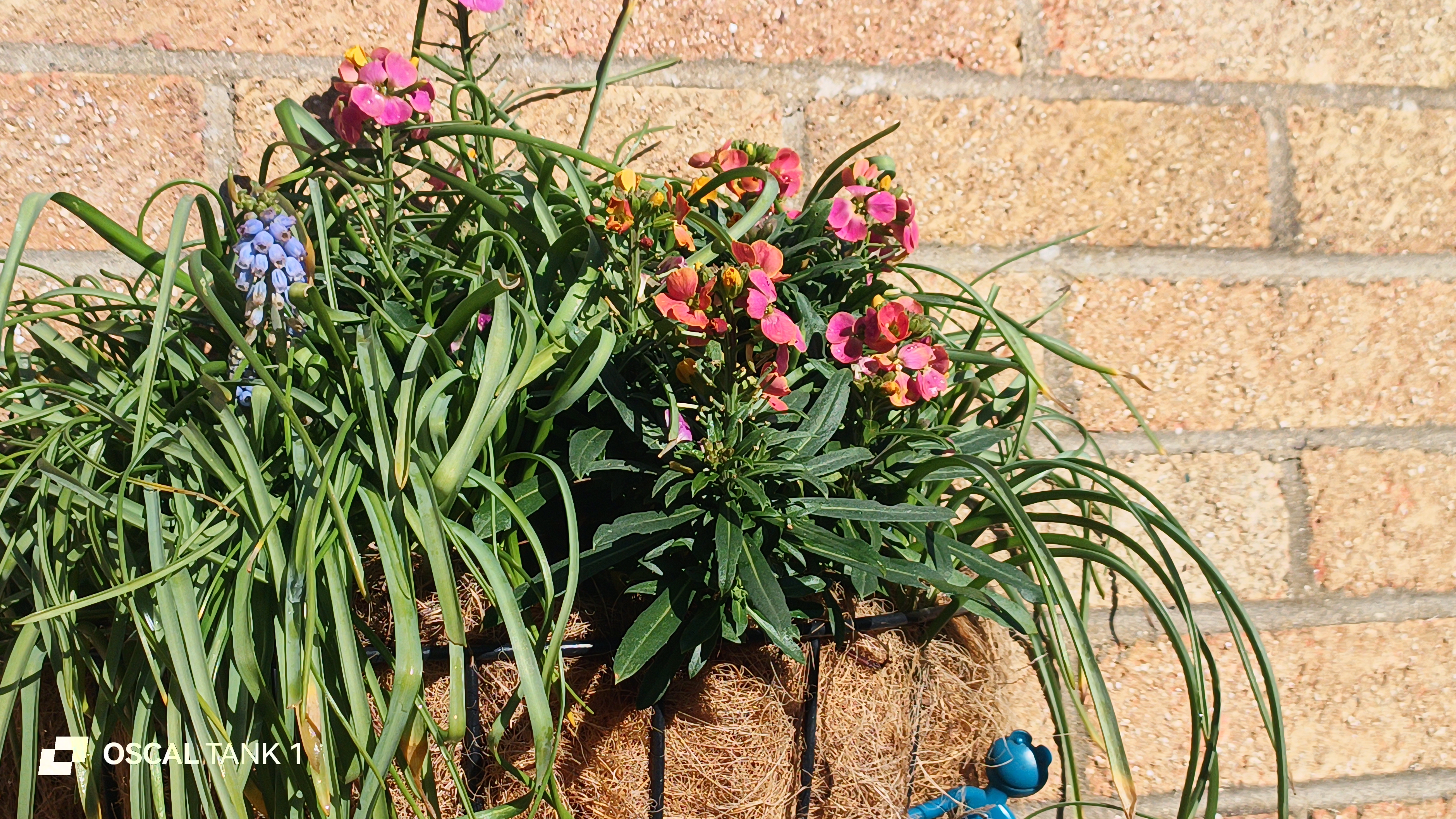 Blackview Oscal TANK 1 example pictures