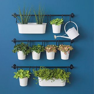 blue wall with black hanger and white plant pots on it