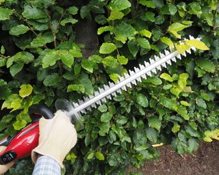 person cutting a hedge with a cordless hedge trimmer