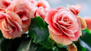 Blooming begonia elatior of the Borias variety