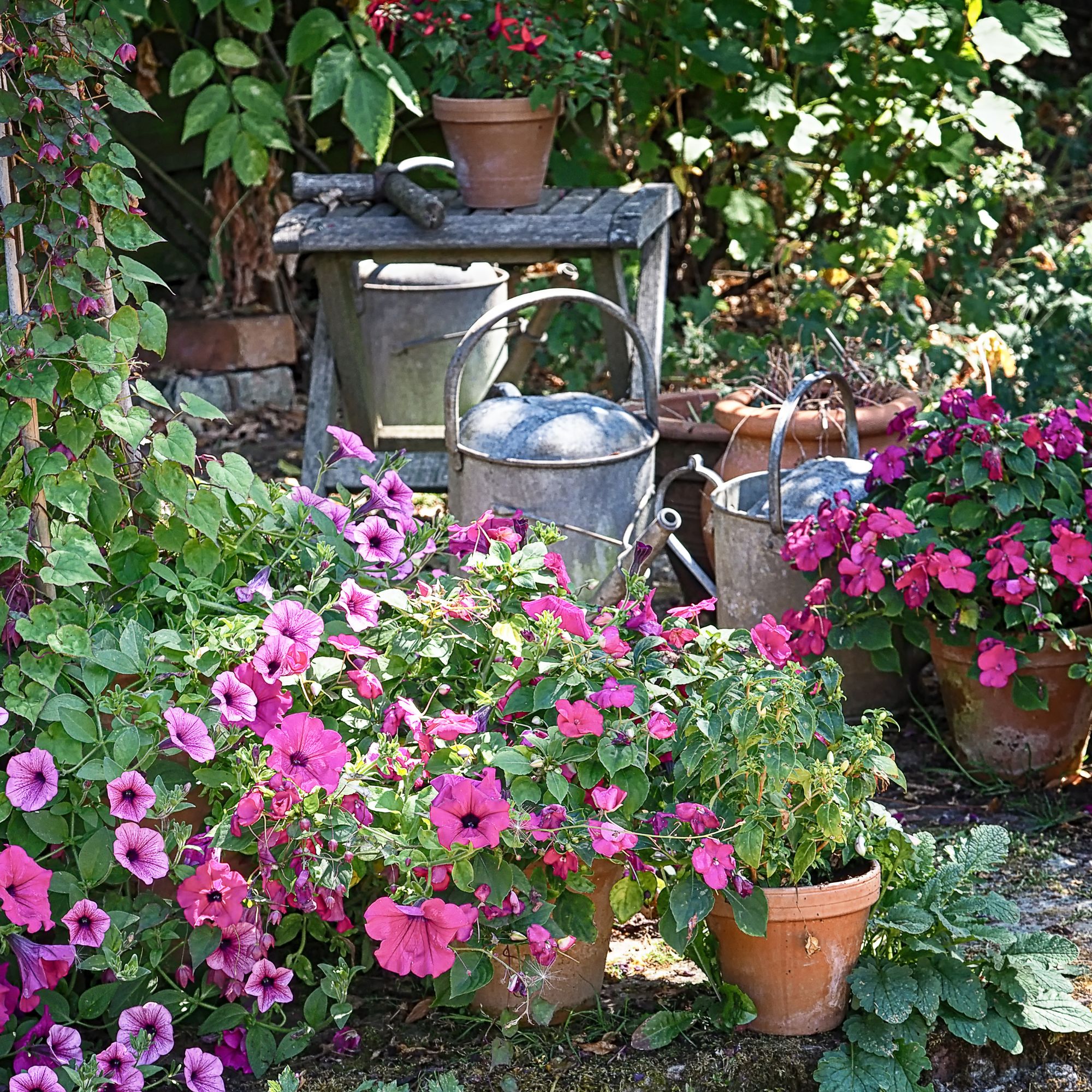 summer bedding plants