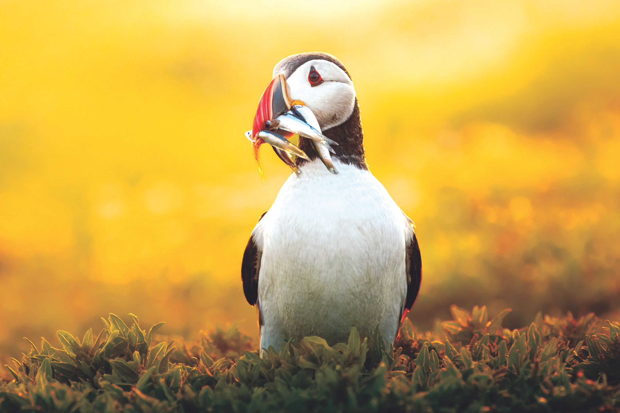 Puffin standing on grass with multiple small fish in its beak against a golden sunset background