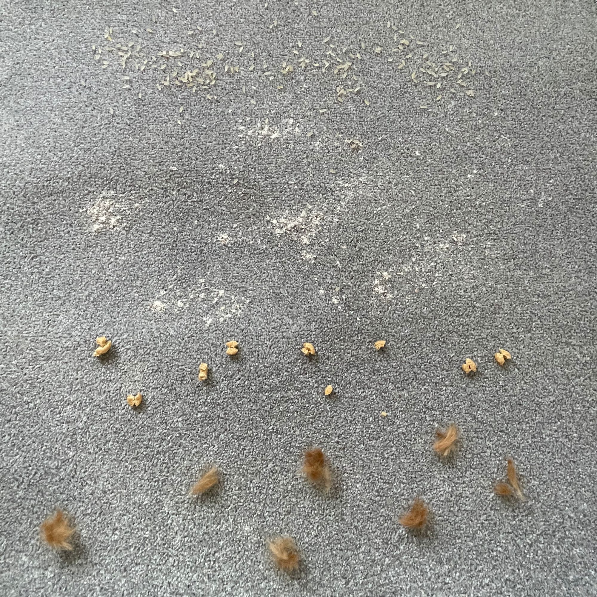 different types of debris on grey carpet
