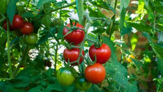 Tomato vines and leaves