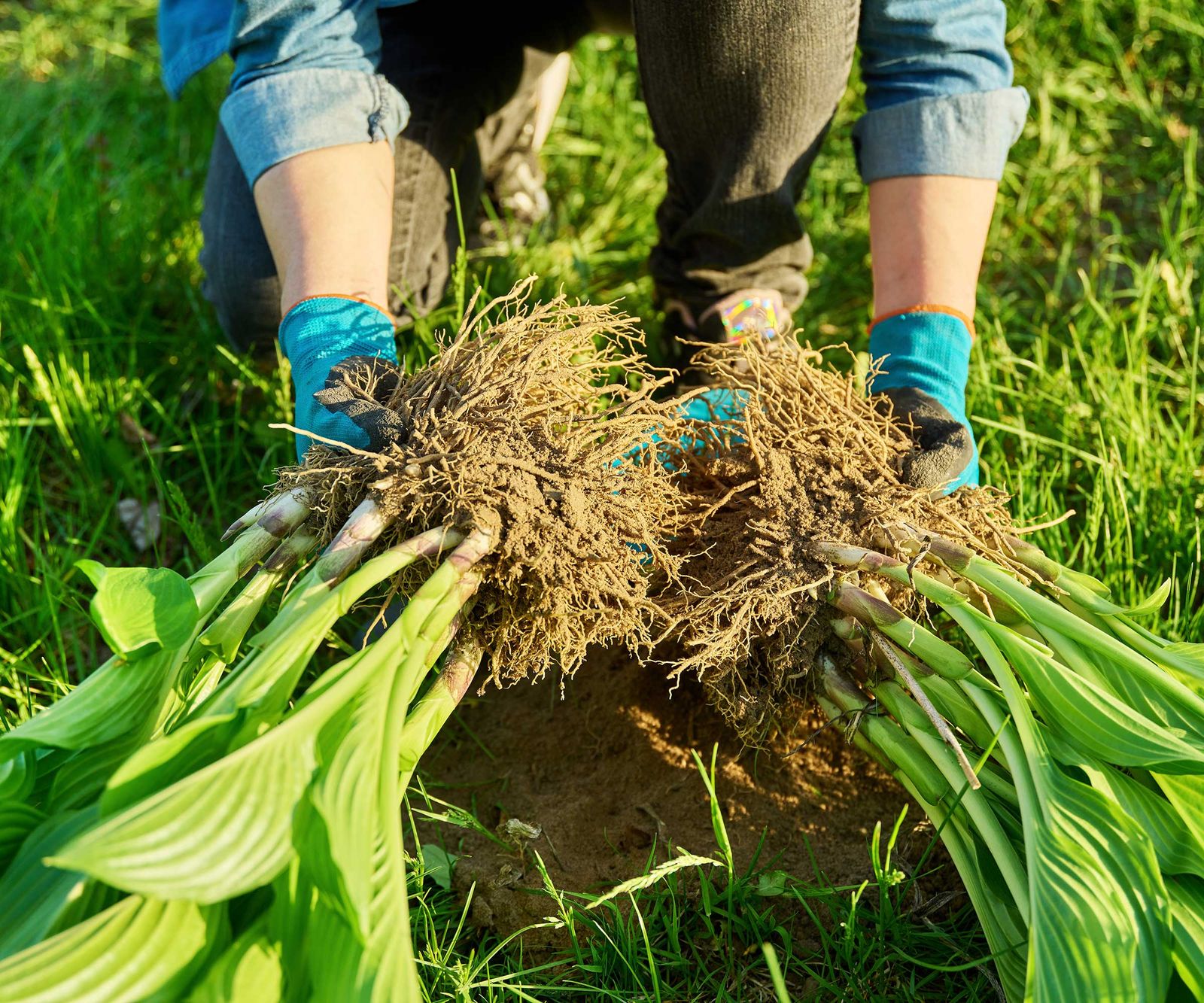 dividing hostas in the spring