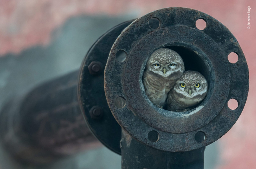 arshdeep-singh-wildlife-photographer-of-the-year-1556647231-EF7U-column-width-inline