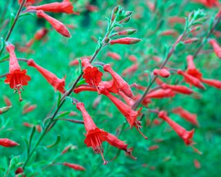 Scarlet flowering penstemon P.pinifolius AGM