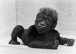 colo oldest gorilla