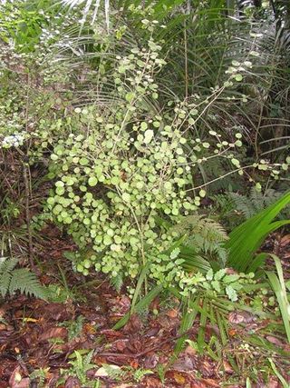 A shrub of Rhabdothamnus solandri in the forest understory.