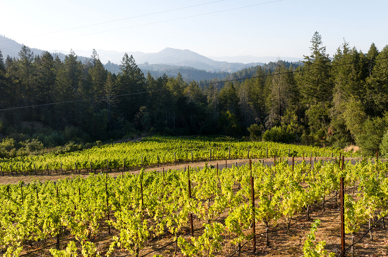 Cabernet Sauvignon vines, Napa Valley, Sotheby's