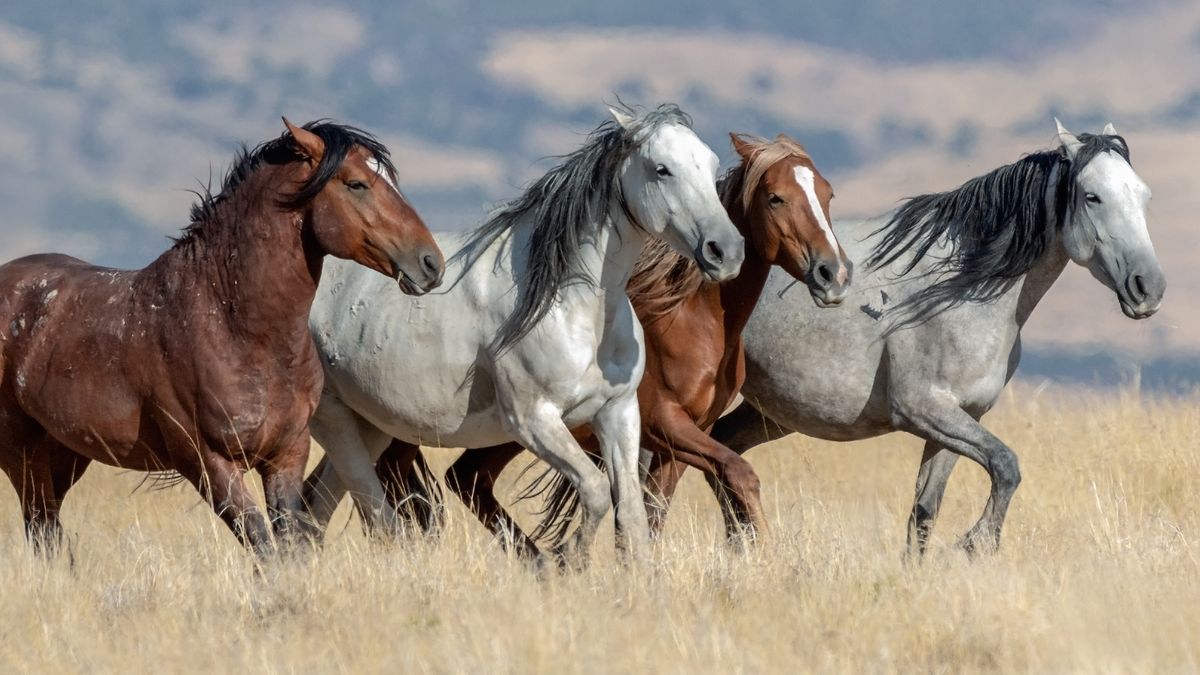 A photo of four wild mustang horses running in Ogden, Utah in the United States.