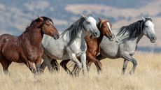A photo of four wild mustang horses running in Ogden, Utah in the United States.