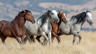 wild horses usa